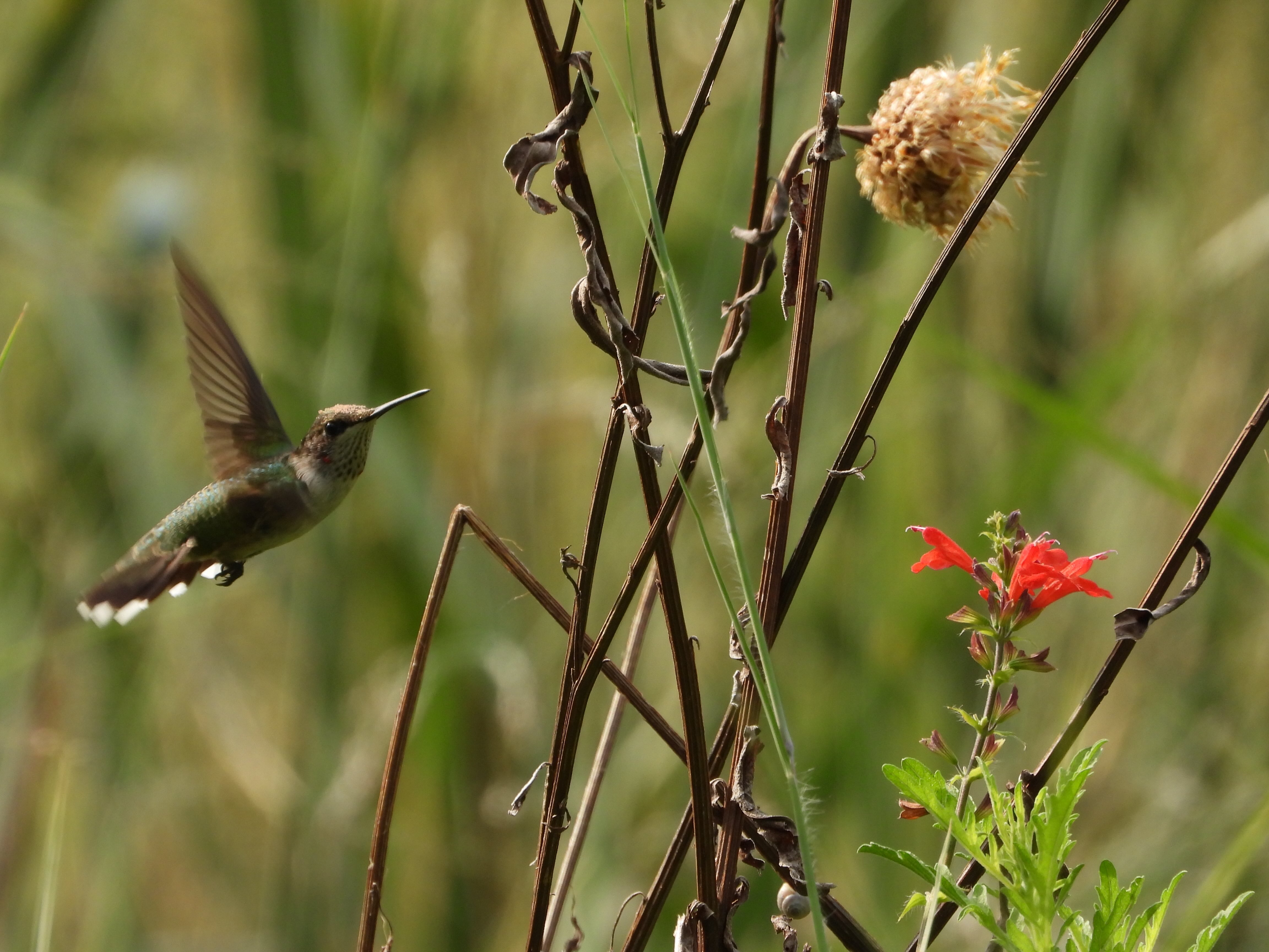 Ruby-throated Hummingbird 红喉北蜂鸟.jpeg