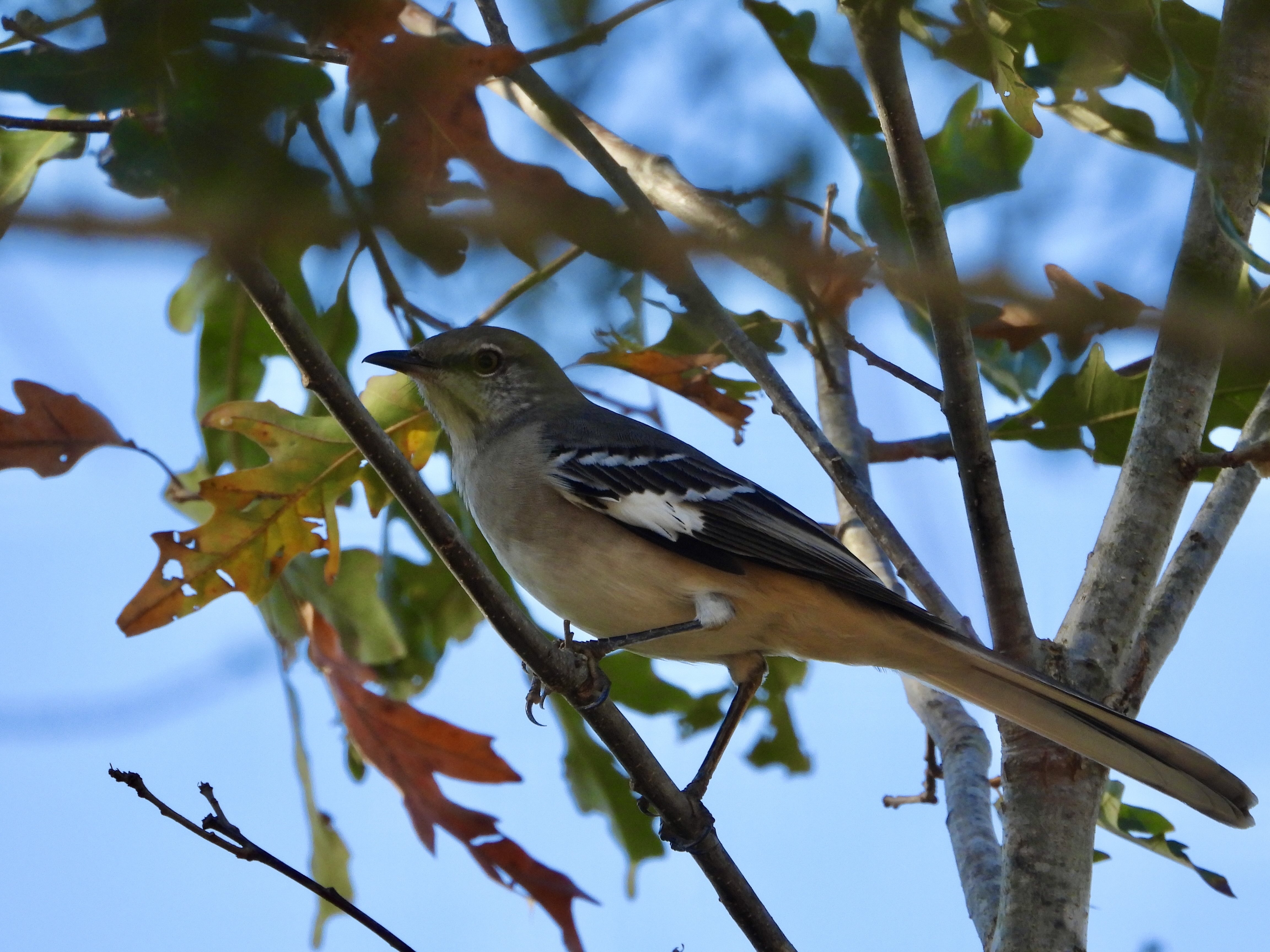 Northern Mockingbird 小嘲鸫.jpeg