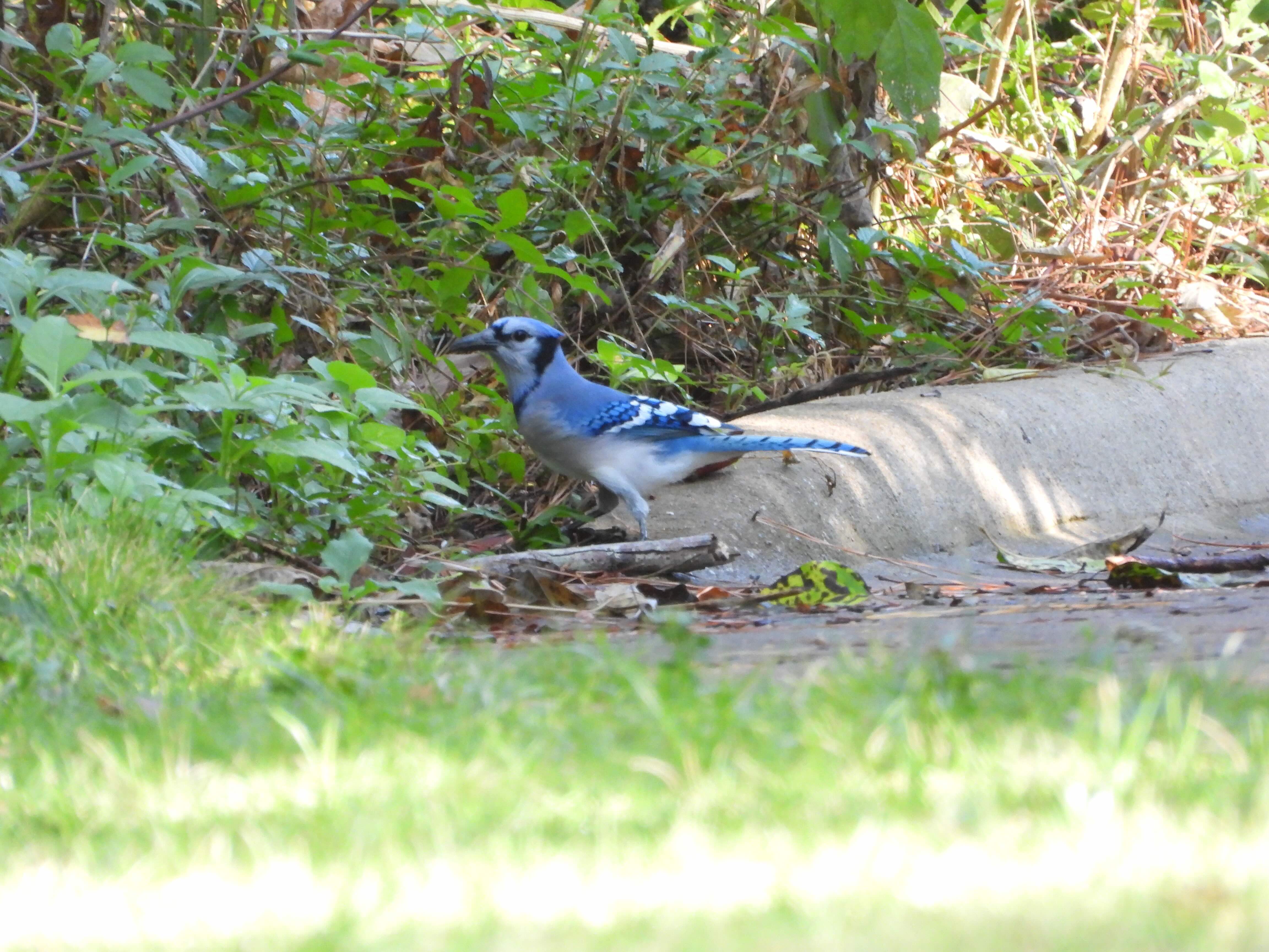 Blue Jay 冠蓝鸦（正在埋藏过冬的橡子，被我发现了）.jpeg