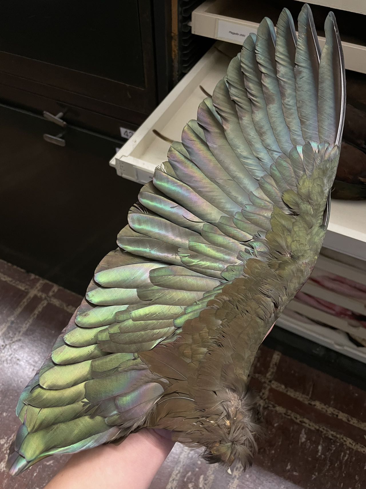 Glossy Ibis Wing.jpg