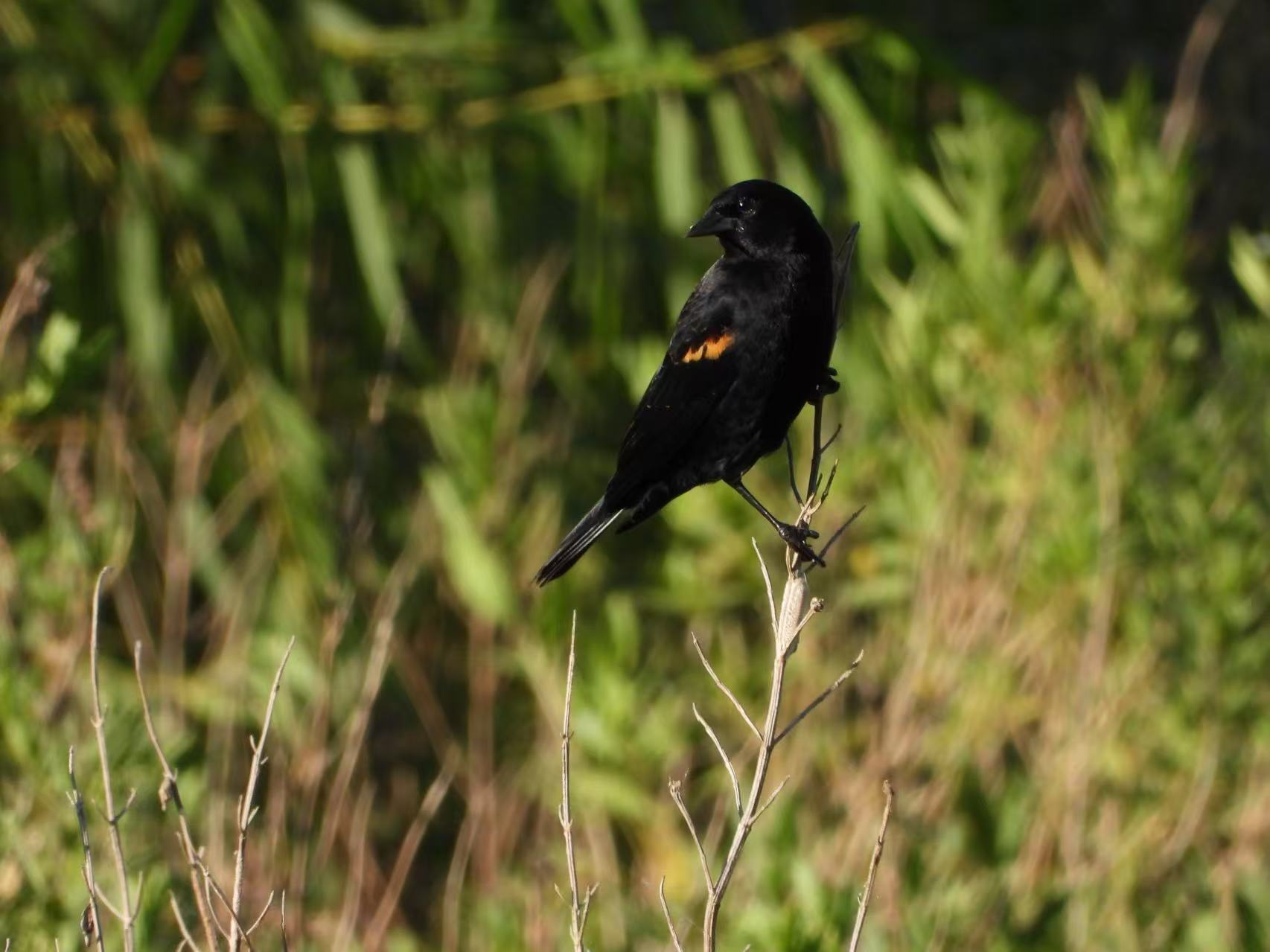 Red-winged Blackbird.jpg