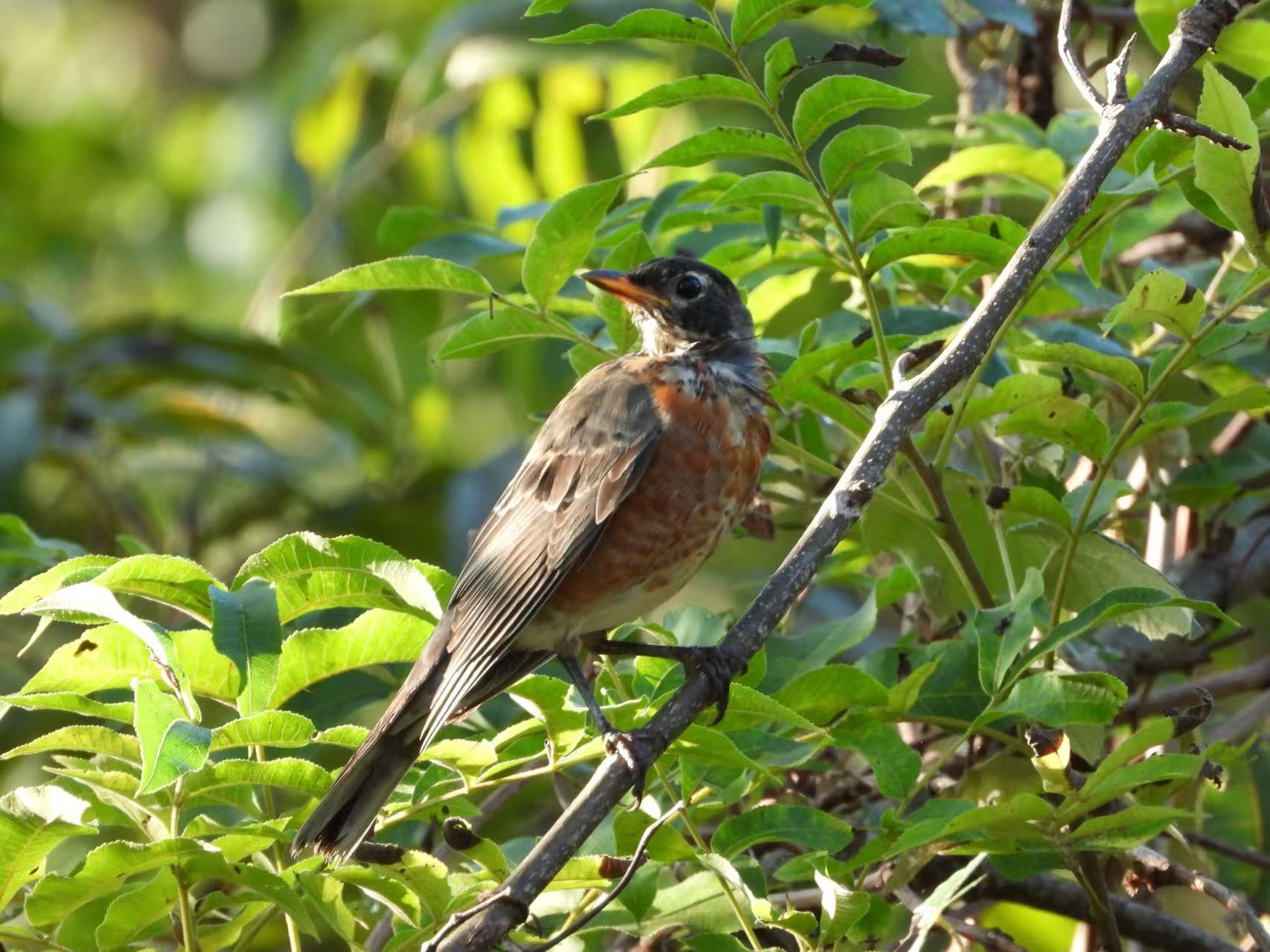 American Robin.jpg