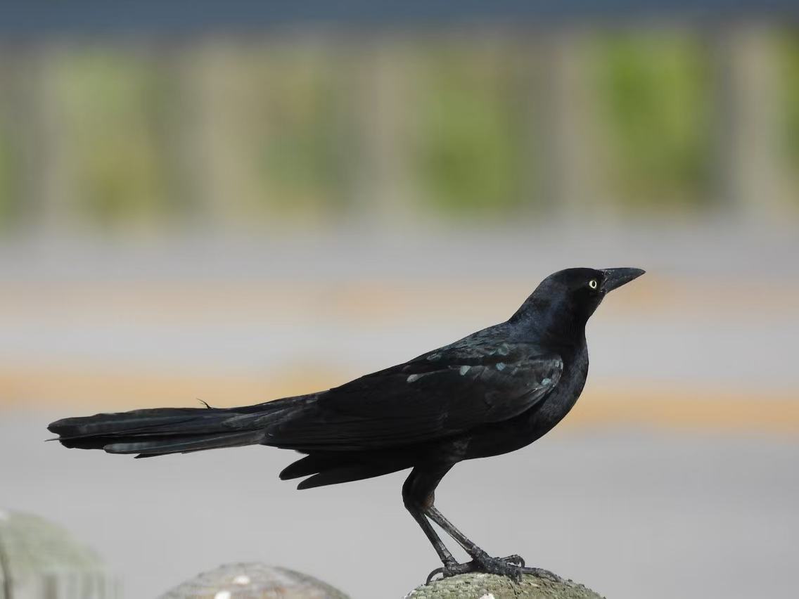 Great Tailed Grackle.jpg