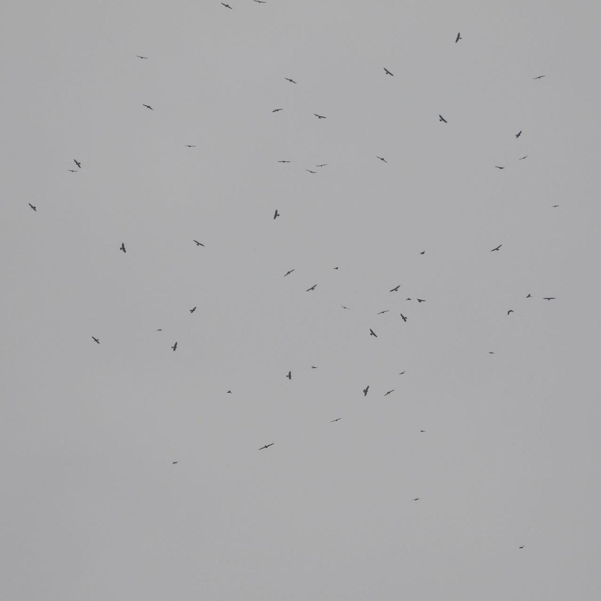 7 秋天深了，神的家中鹰在集合