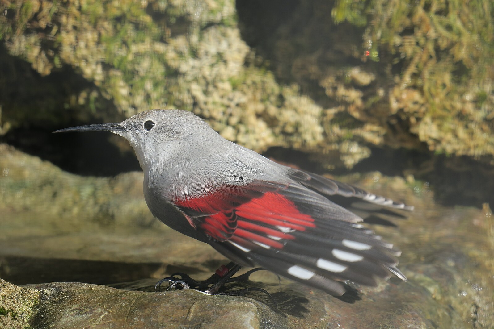 Mauerläufer_im_Alpenzoo.jpg