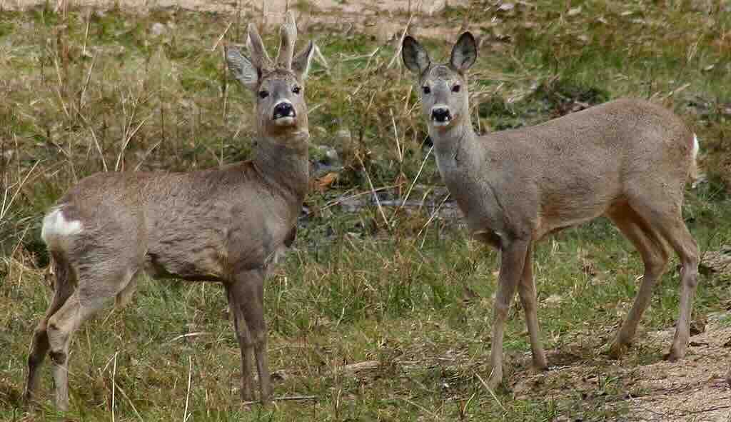 Carmel-Hai-Bar-Nature-Reserve-roe-deer.jpg