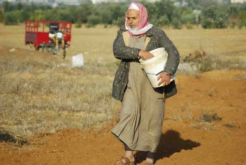 Gaza-farmers-sowing.jpg