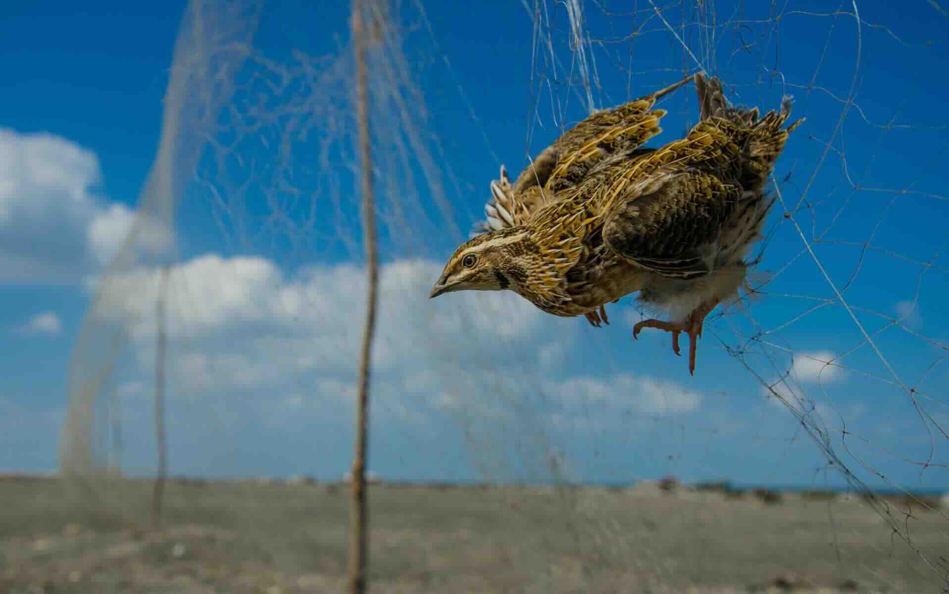 common_quail_illegal_trapping_in_egypt.jpg