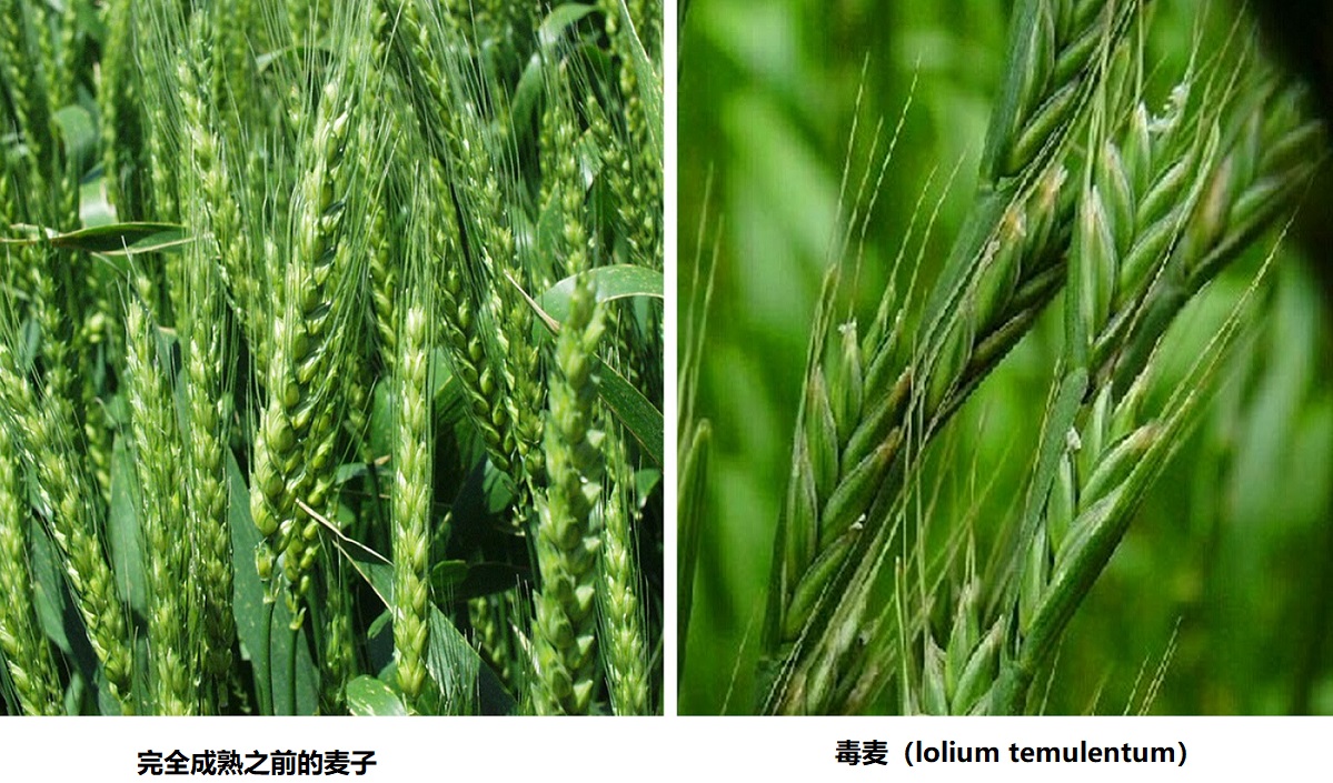 wheat-tares.jpg