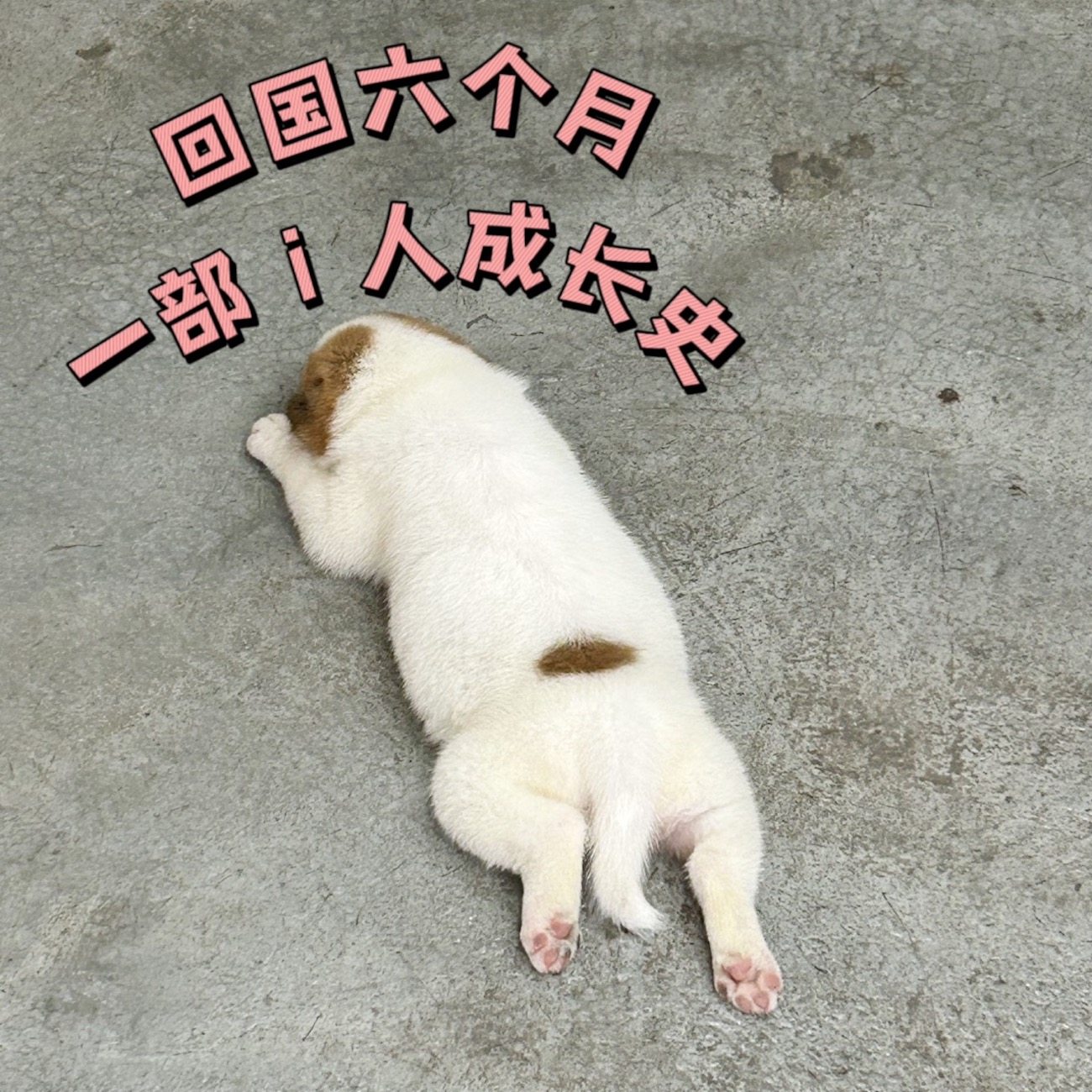 sago散讲