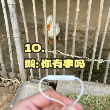 10｜在威海的农村对着鹅吹着风，聊聊我为什么不焦虑