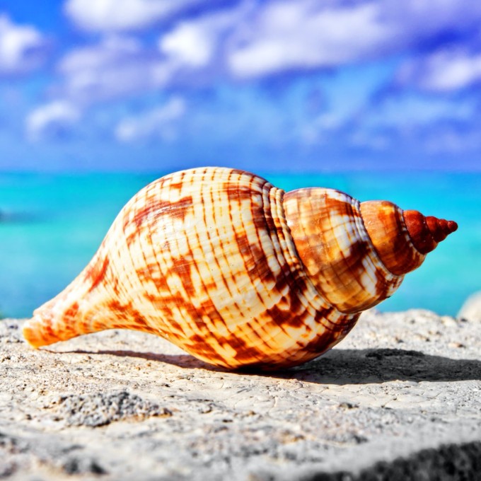 014.【海螺壳】我和食物的相处之道 image