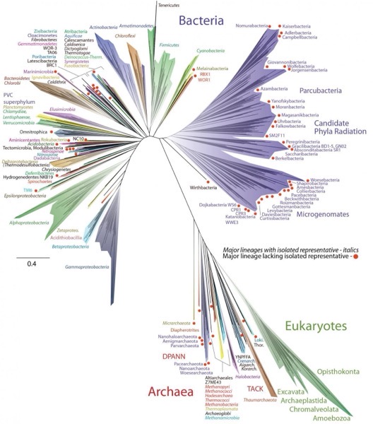 Tree of life.