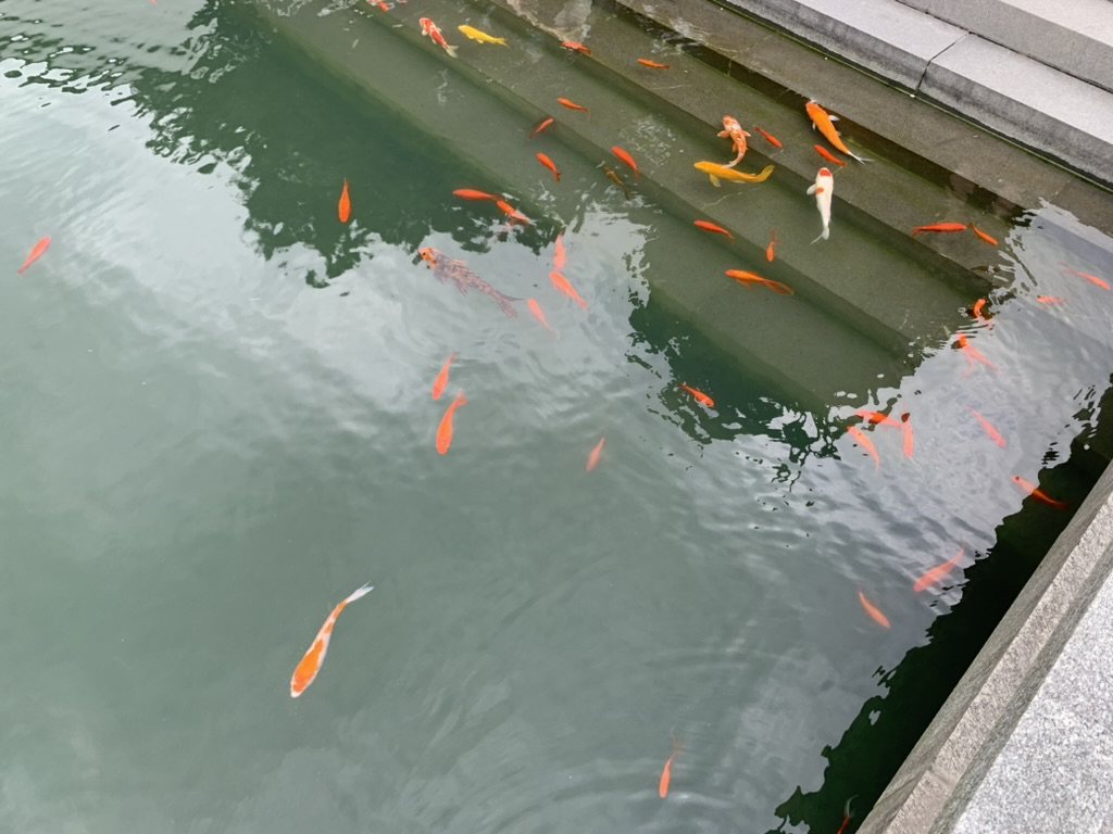 你是鱼缸里的一条鱼 cover