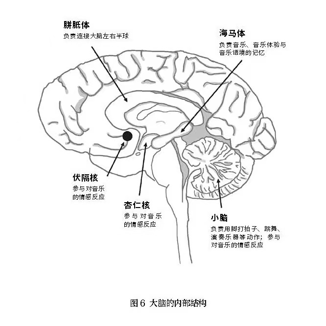大脑的内部结构.png